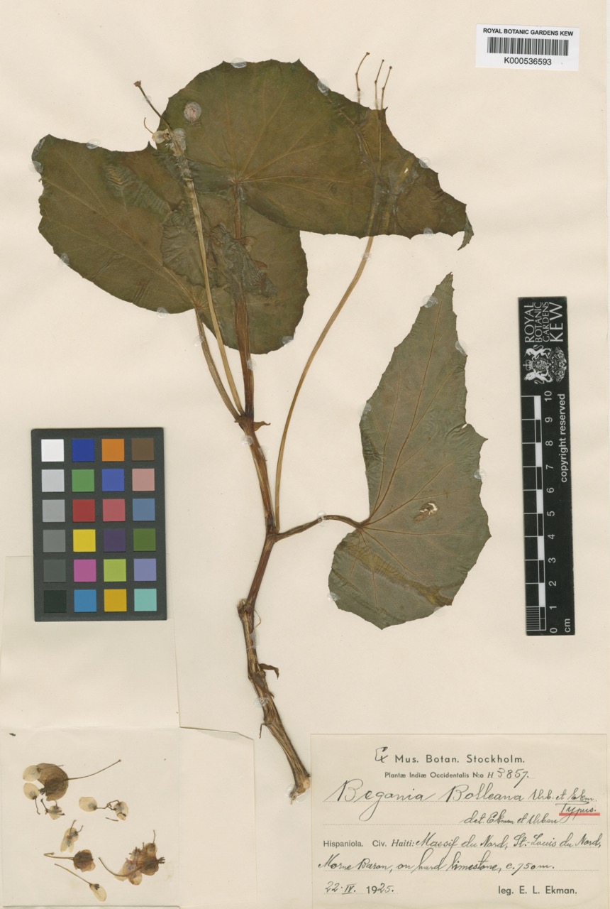 B. bolleana